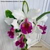 Cattleya Fabia(labiata semialba x C. dowiana),,